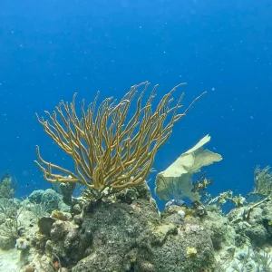 Eastpoint Shore Dives | About Jackie Fine Diving
