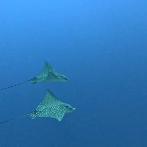 Eastpoint Shore Dives | About Jackie Fine Diving