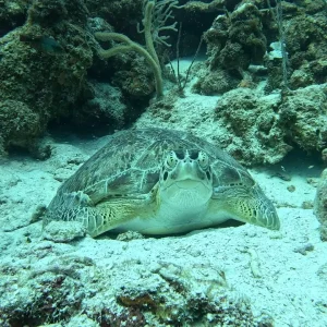 Eastpoint Shore Dives | About Jackie Fine Diving