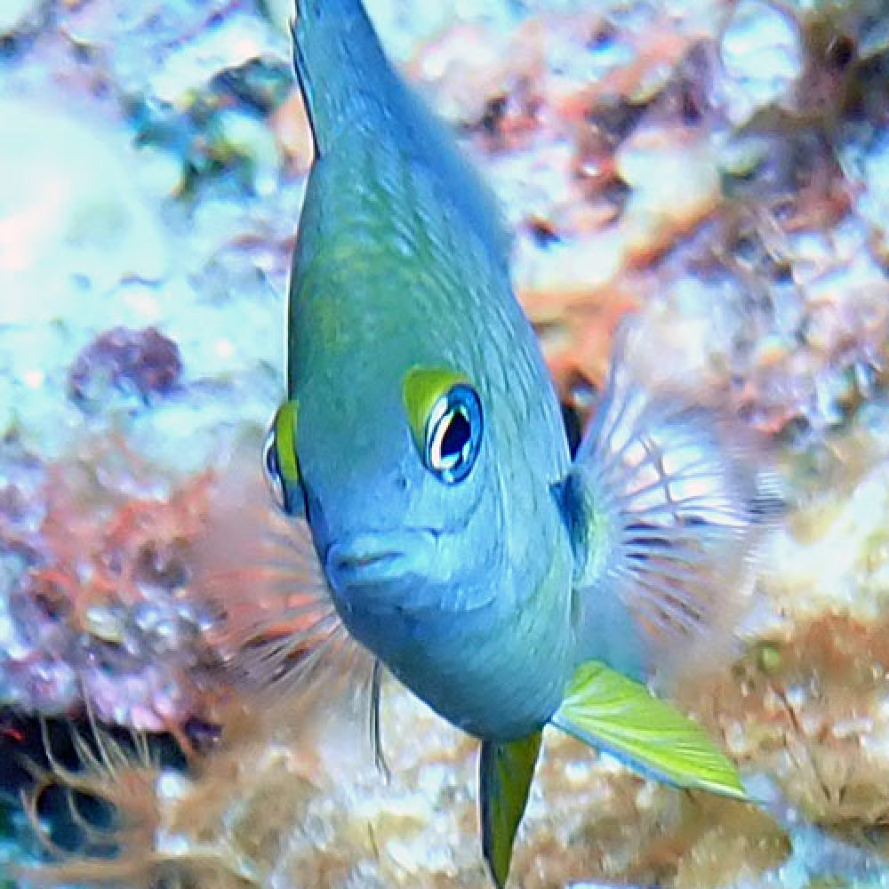 Private Dive